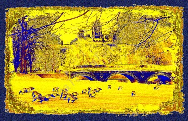 Cambridge Backs : <p><b>*SOLD*